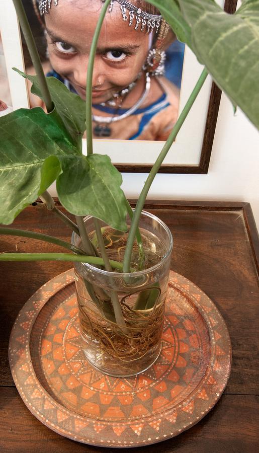 Haveli Hauz Khas Bed & Breakfast New Delhi Eksteriør bilde